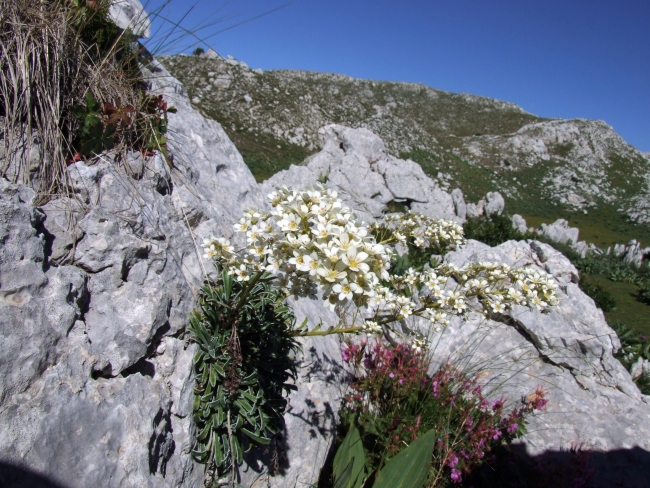 Saxifraga callosa / Sassifraga meridionale